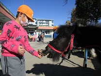 写真：リトルホース