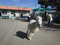 写真：リトルホース