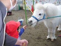 2歳児うさぎ組がリトルホースに餌をあげている写真