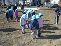 4歳児ぞう組がせせらぎ農園で麦踏をしている写真