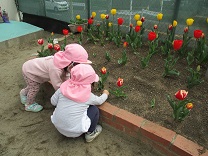 写真：2歳児とチューリップ