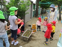 写真：苗植え　1歳児クラスが見に来る