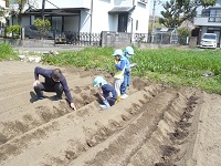 5歳児らいおん組が里芋の種芋を植えている写真