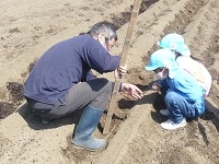 5歳児らいおん組が里芋の種芋の植え方を教えて貰っている写真