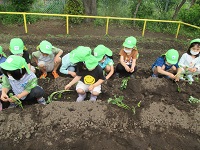 さつまいもの苗を植えている写真