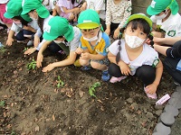 さつま芋の苗を5歳児が植えている写真です。