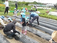 5歳児らいおん組がせせらぎ農園の方とサツマイモの苗植している写真