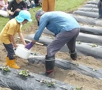 5歳児らいおん組がサツマイモに水やりをしている写真