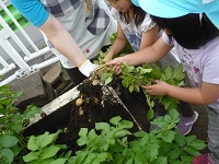 5歳児らいおん組の子どもたちがジャガイモを収穫している写真