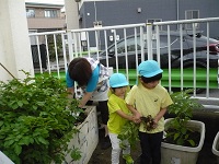 5歳児らいおん組が交代でジャガイモの収穫をしている写真