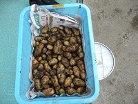 5歳児らいおん組が掘ったジャガイモの写真