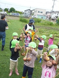 4歳児ぞう組がせせらぎ農園で玉ねぎを収穫している写真