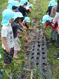 5歳児らいおん組の子どもたちが玉ねぎを収穫している写真