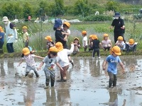 3歳児こあら組がしろかき体験をしている写真