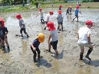 5歳児らいおん組がしろかき体験をしている写真