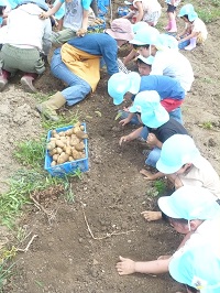 5歳児らいおん組がジャガイモの収穫をしている写真2