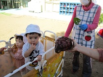 写真：芋堀