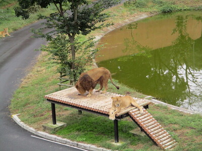 動物の写真