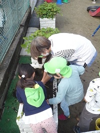 4歳児ぞう組がプランターのサツマイモを収穫している写真