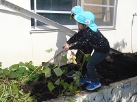 5歳児らいおん組がサツマイモを収穫している写真