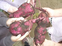 保育園の畑でとれたサツマイモの写真