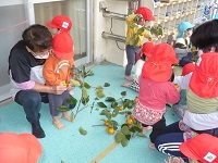 1歳児りす組が柿をもいでいる写真