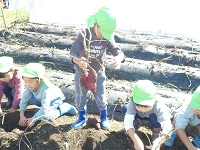 4歳児ぞう組がせせらぎ農園のサツマイモを収穫している写真