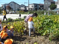3歳児こあら組が枝豆を収穫している写真
