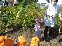 3歳児こあら組が収穫した枝豆を見ている写真