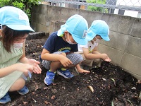 4歳児がカブの種をまいている写真です。