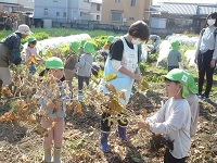 4歳児ぞう組が黒大豆を収穫している写真