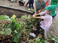 園庭の畑でさつま芋を掘っている写真です。