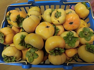 写真：収穫した柿