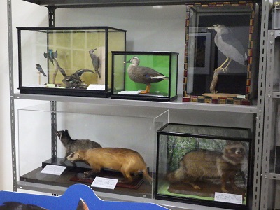 自然展示室日野の自然動物の展示写真