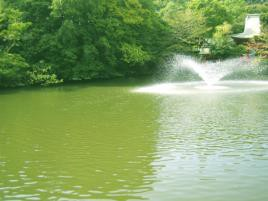 アオコ現象の写真