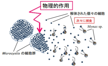 捕食圧の増加のイラスト