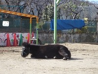 リトルホースが園庭で砂浴びをしている写真