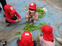 2歳児が野菜をちぎっている写真です。