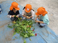 3歳児が野菜をちぎっている写真です。
