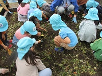 4歳児が野菜を土に入れてる写真です。