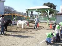 4歳児ぞう組がリトルホースについて質問をしている写真