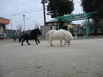 写真：リトルホース