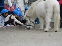 写真：リトルホース