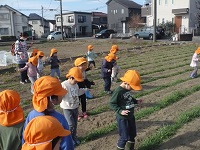 3歳児こあら組がせせらぎ農園で麦踏みをしている写真
