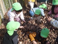 4歳児ぞう組がせせらぎ農園で落ち葉のプールで遊んでいる写真