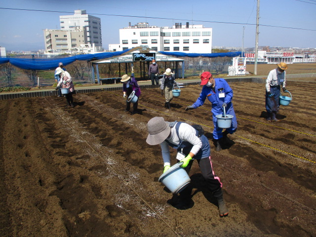 トウモロコシの土づくりをしている写真