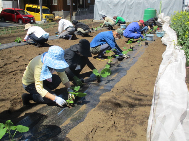 カボチャ苗を植付けている写真