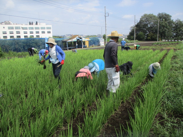 陸稲の除草をしている写真