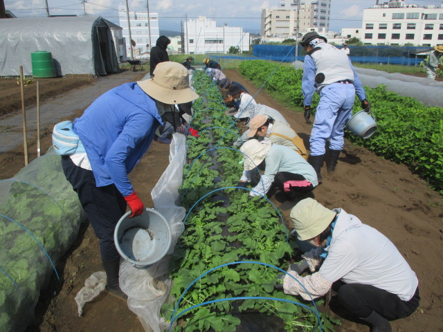 ダイコンの間引きをしている写真