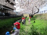 桜の下で花見をしている様子の写真